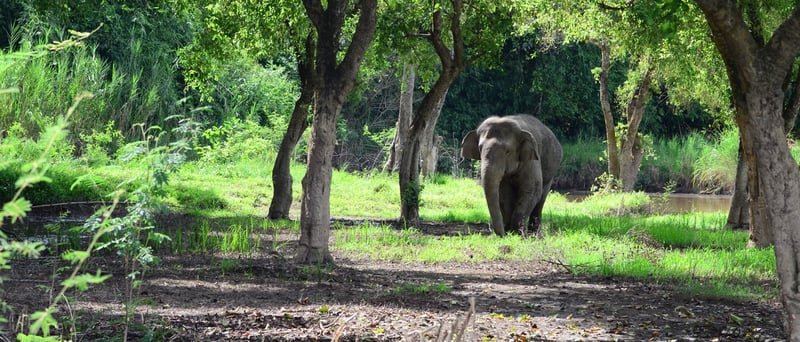 An elephant in nature