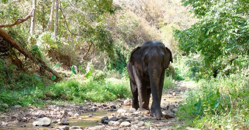 World Animal Protection