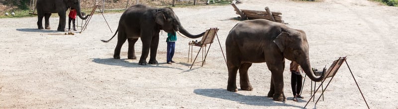 Three elephants painting at a venue where elephants are used in entertinament shows for tourists.