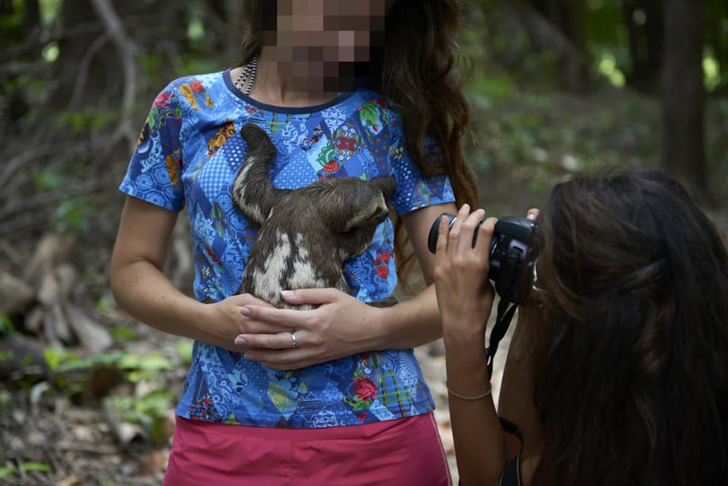 Local sloths are taken from the wild and used for harmful selfies with tourists, in Manaus, Brazil