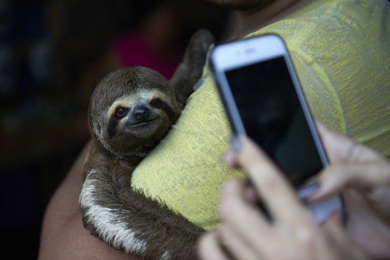 Wildlife Selfies
