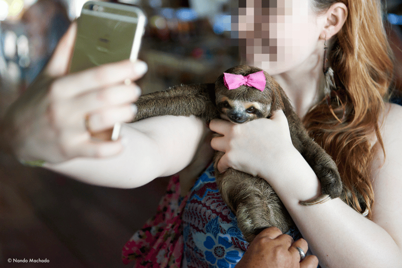 Local sloths are taken from the wild and used for harmful selfies with tourists, in Puerto Alegria, Peru.