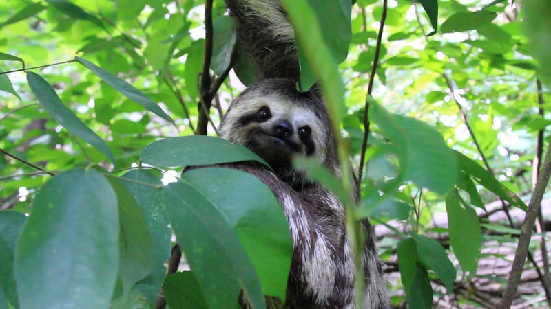 Sloth slowly climbs to forest freedom