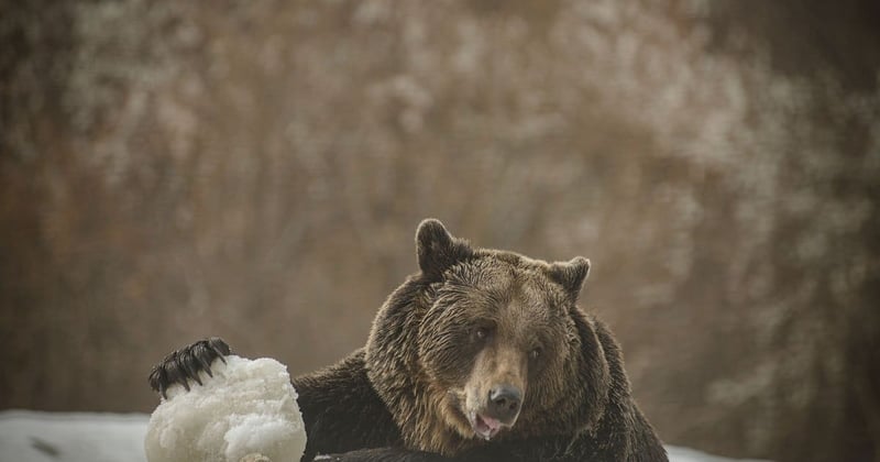 A bear playing in the snow at the Romanian Sanctuary