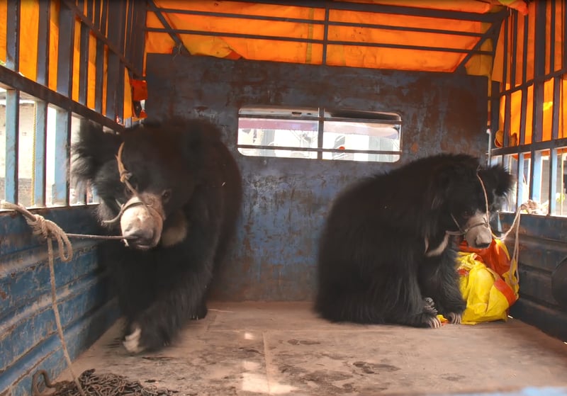 Rescued dancing bear tragically dies after she’s secretly sent to substandard zoo