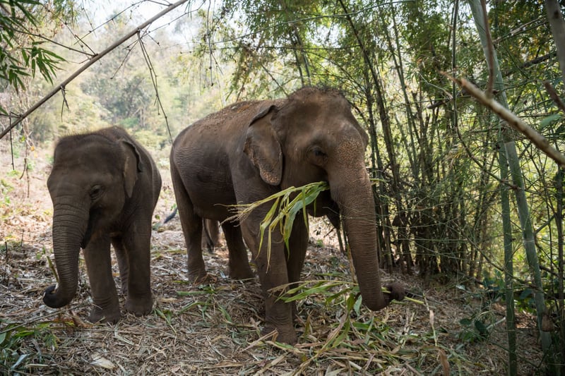 Happy Elephant Valley in Chiang Mai is shifting away from cruelty