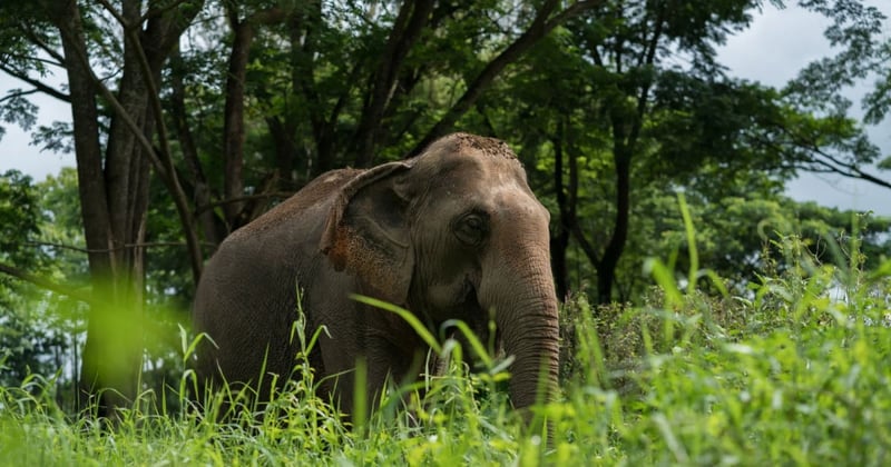 Elephant and mahouts at higher welfare venue