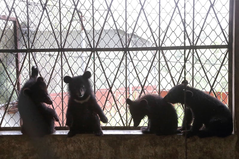 Baby bears