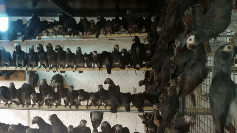 Poached African grey parrots smuggled on Turkish Airlines flights