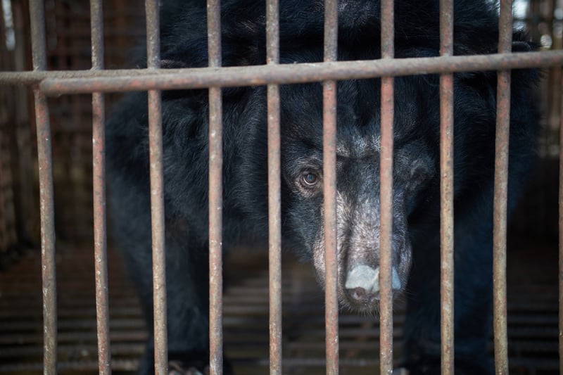 Pictured: a bear kept caged and farmed to fuel the bear bile industry.