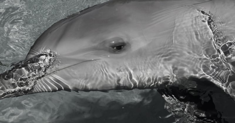 Captive dolphin at Sea World, Australia (image is in black and white)