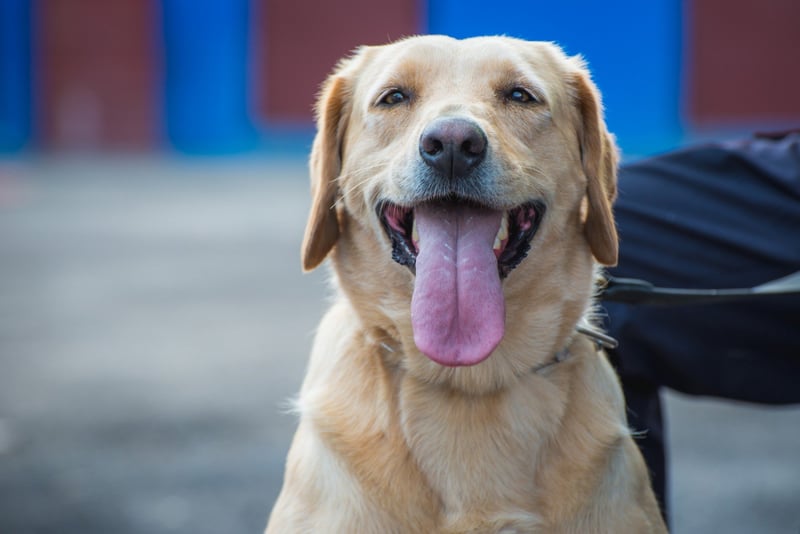 Tania the bomb searcher dog.