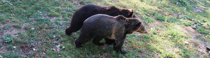 Dasha and Katia after being released into their own private enclosure.