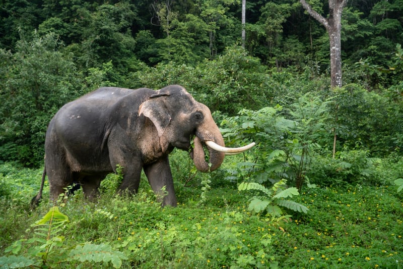 An elephant at Changchill, a higher welfare elephant venue