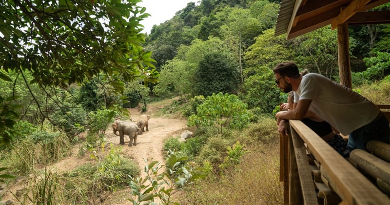 Elephants Chok and Jahn at the Following Giants elephant-friendly venue.