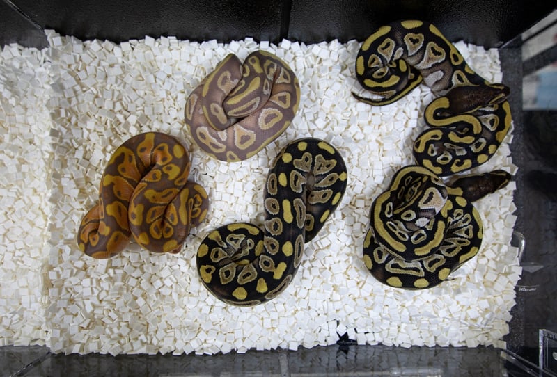 Pythons in containers, Repticon pet expo, Memphis - World Animal Protection