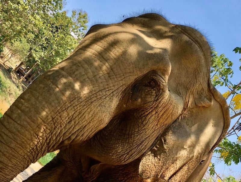 Mr Moo at Boon Lott’s Elephant Sanctuary (BLES) in Thailand