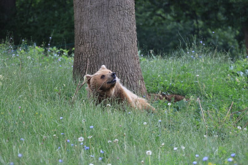 Bear