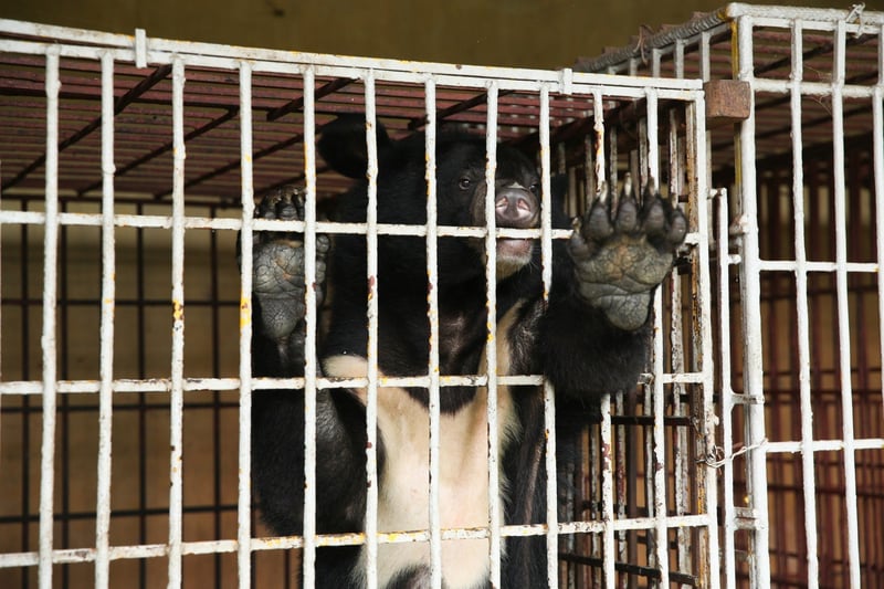 Cam the bear rescued from bear bile farm Nguyen Van Tuyen