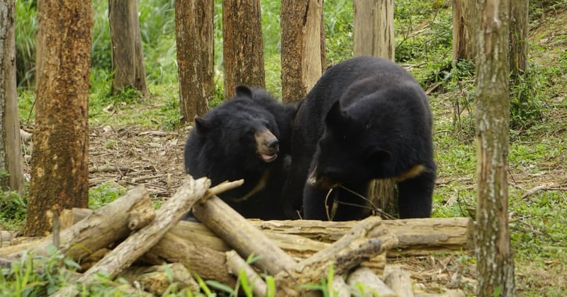 Cam and Mo in their forever home at the Four Paws International sanctuary in Ninh Binh