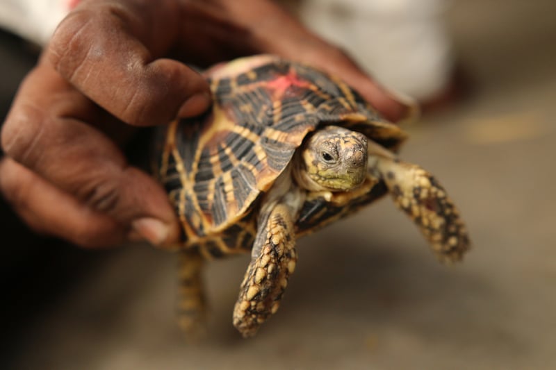 Star tortoise