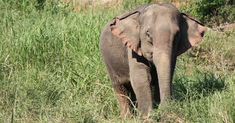 A wild Asian elephant in the grass - World Animal Protection - Wildlife. Not entertainers