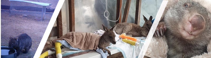 Aussie animals you have helped
