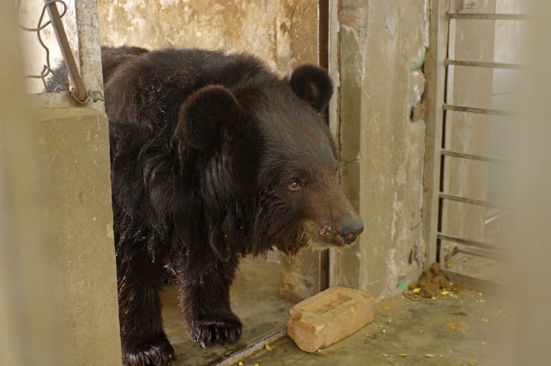 You helped Maya break free!