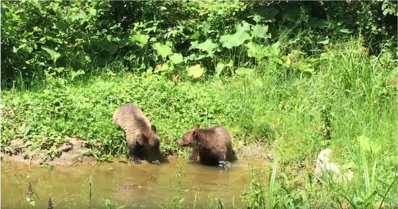 bear cubs