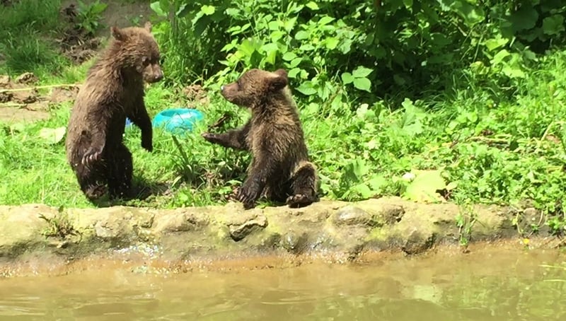 Bear and Romanian bear sanctuary