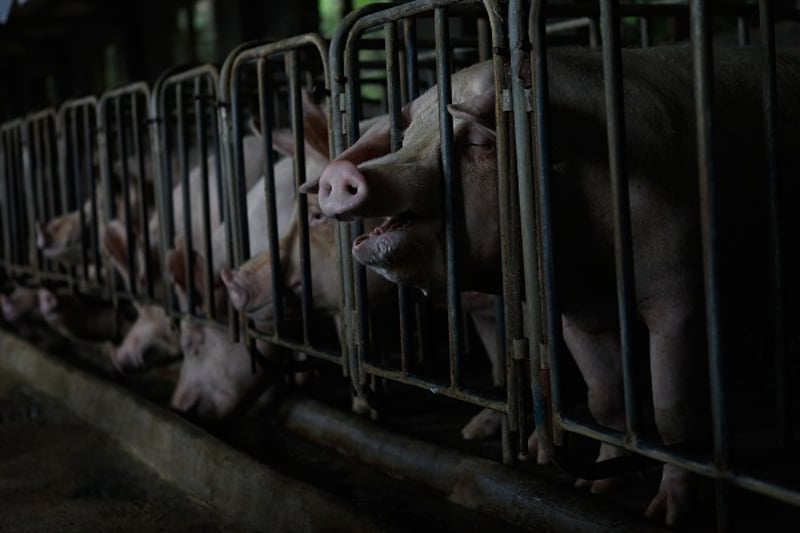 Chinese consumers support better welfare for pigs
