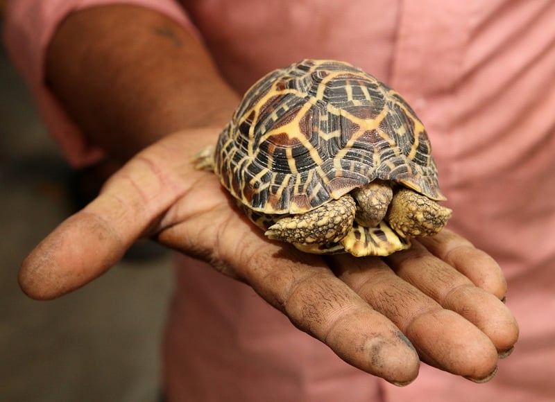 CITES success: improved longer term care of illegally-traded wild animals