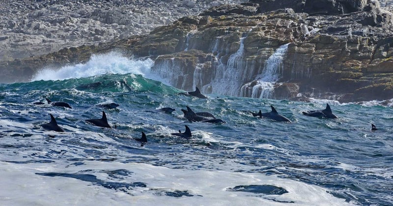 Expedia dolphins news