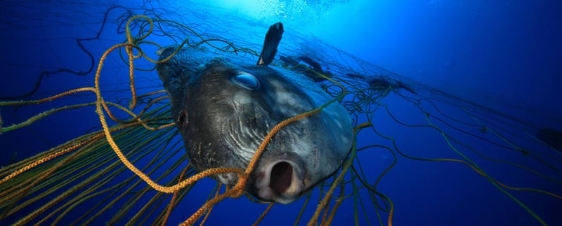 Scalloped hammerhead in net: Pascal Kobeh / Nature Picture Library