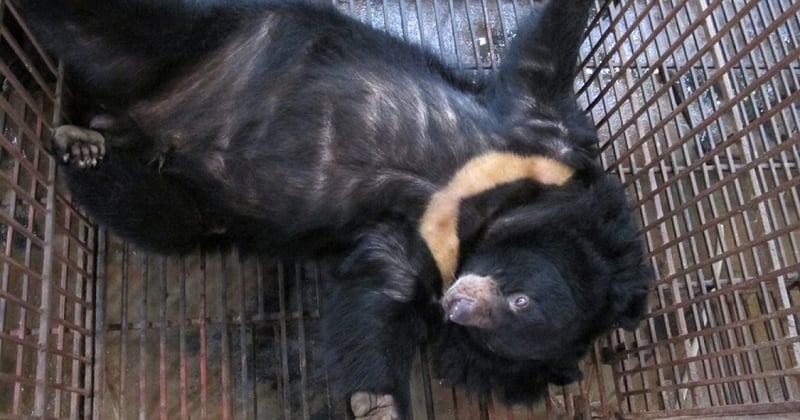 Hanoi bear breaks free of the bear bile industry