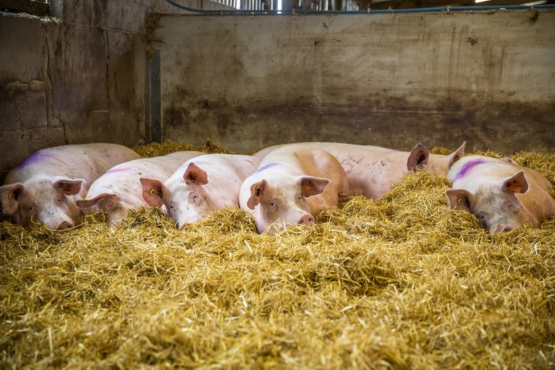 Pigs