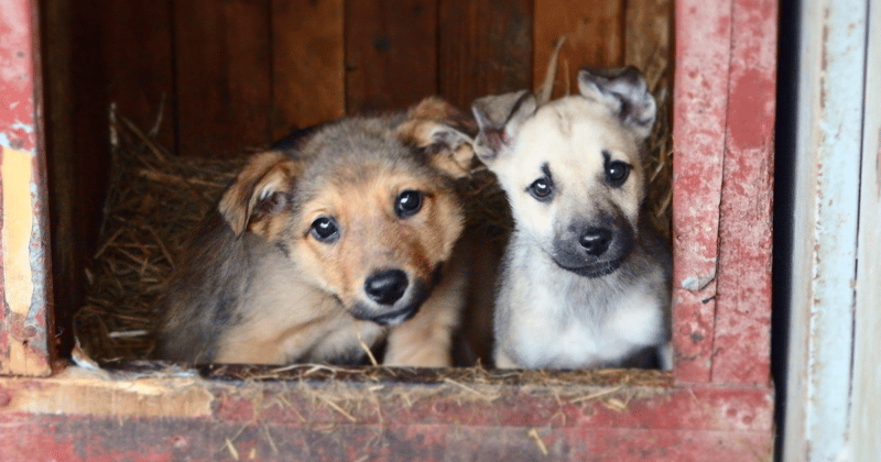 Puppies