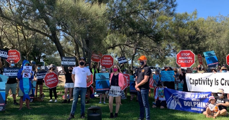 Protesters at Sea World Gold Coast calling for a dolphin breeding ban.
