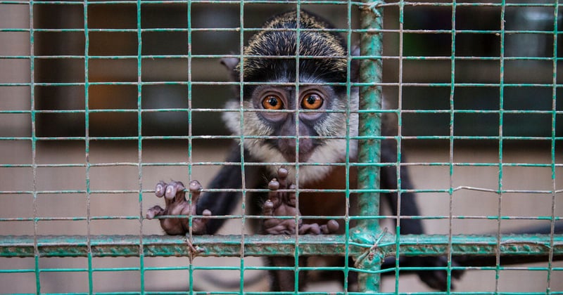Life without cruelty