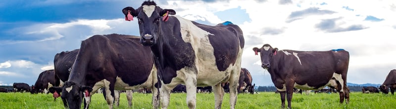 Cows on. green pastures