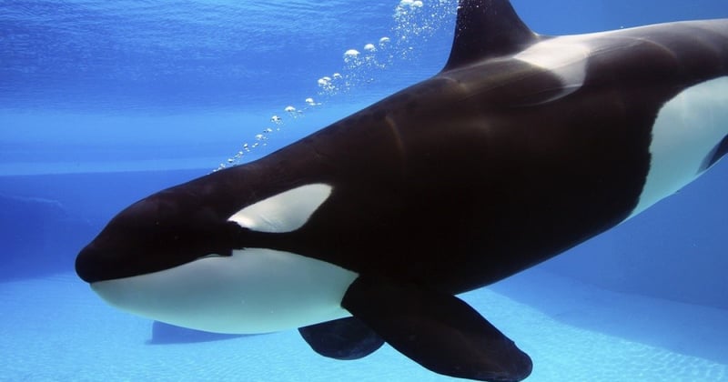 seaworld