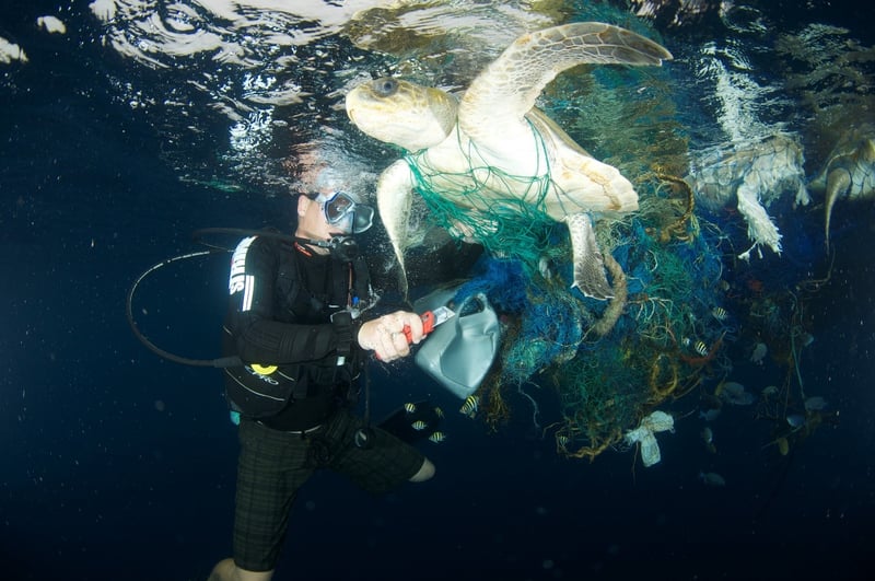 World Turtle Day