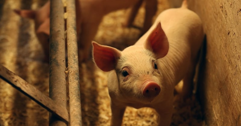 pig, EU