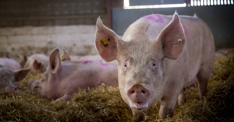 pig, UK