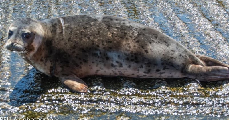 Rescued seal released back into wild