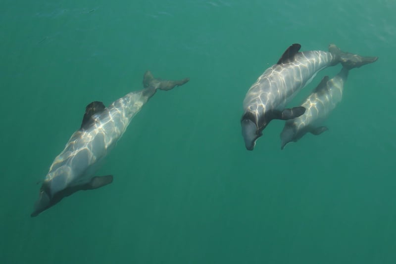 5 quick questions with dolphin campaigner Genevieve Robinson