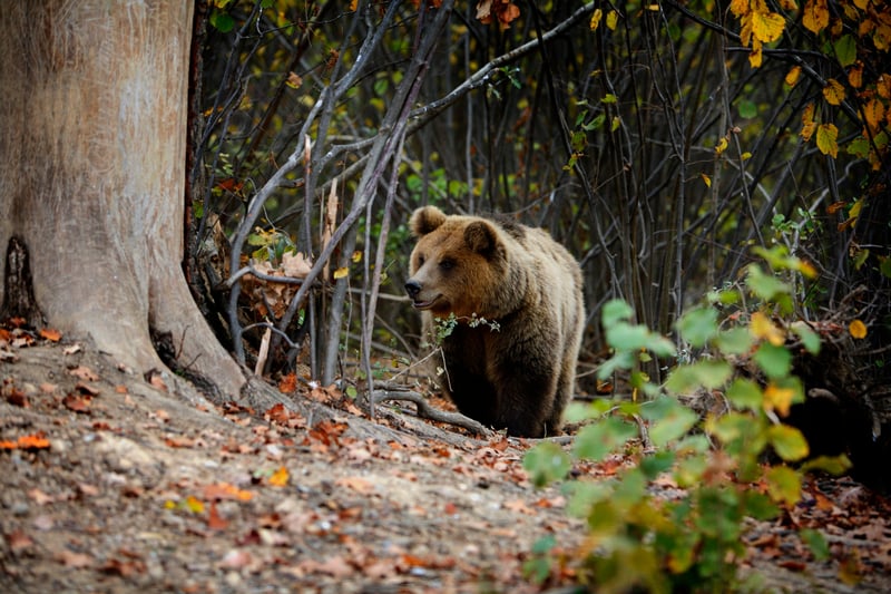 Artwork competition Romanian bear
