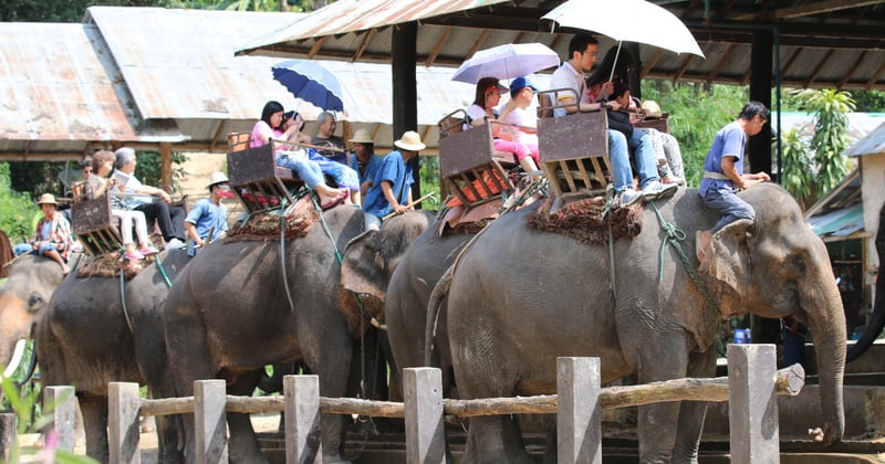 Elephants set off with tourists for a ride.