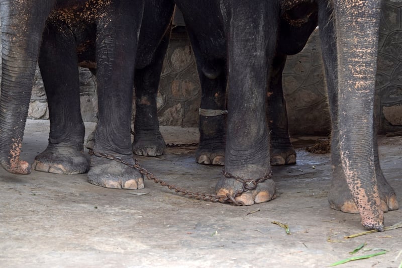 Keep travel companies honest for elephants