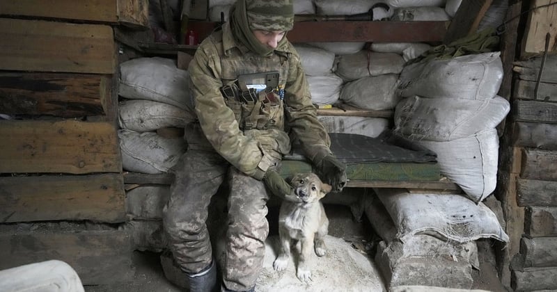 Ukraine crisis dog